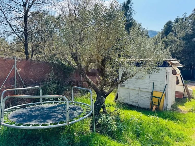 Backyard with blue trampoline, old trailer, and gnarled olive tree among overgrown grass and fencing